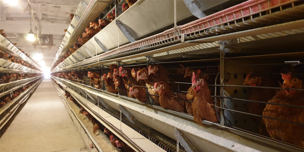 Egg Sales